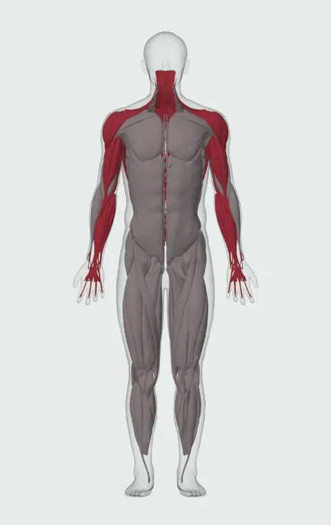 Kipping Muscle Up: the muscles it trains, from the front. Primary — Latissimus Dorsi. Also worked — Rectus Abdominis, Long Head, Short Head, Forearm Flexors and 12 more.