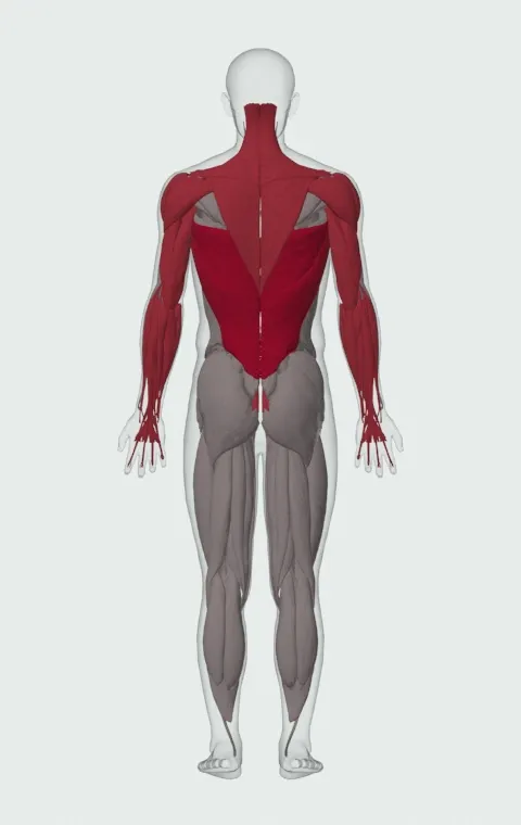 Kipping Muscle Up: the muscles it trains, from behind. Primary — Latissimus Dorsi. Also worked — Rectus Abdominis, Long Head, Short Head, Forearm Flexors and 12 more.