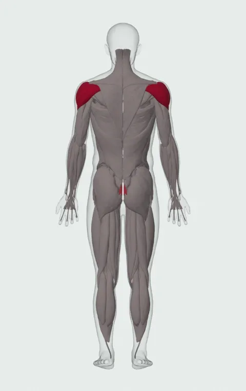 Kneeling Arm Swing Drill: the muscles it trains, from behind. Primary — Anterior Deltoid, Lateral Deltoid and Posterior Deltoid. Also worked — Rectus Abdominis.