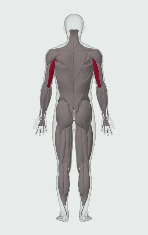 Kneeling Cable Triceps Extension: the muscles it trains, from behind. Primary — Long Head.