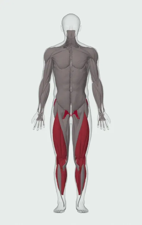 Kneeling Jump Squat: the muscles it trains, from the front. Primary — Gluteus Maximus, Gluteus Medius and Gluteus Minimus. Also worked — Gastrocnemius, Soleus, Biceps Femoris (Long Head), Biceps Femoris (Short Head) and 6 more.