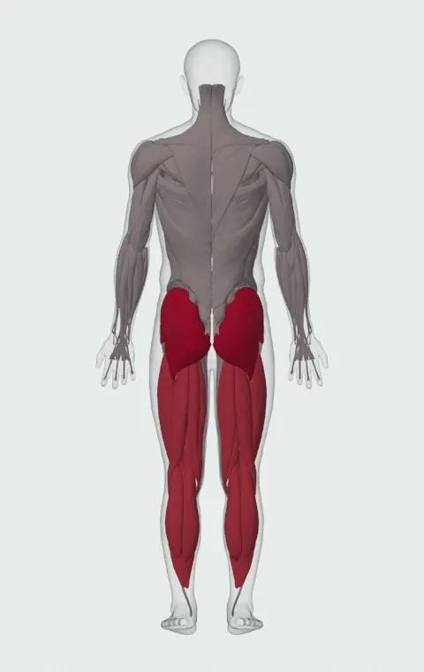 Kneeling Jump Squat: the muscles it trains, from behind. Primary — Gluteus Maximus, Gluteus Medius and Gluteus Minimus. Also worked — Gastrocnemius, Soleus, Biceps Femoris (Long Head), Biceps Femoris (Short Head) and 6 more.