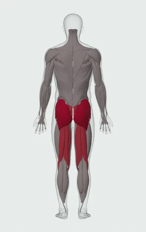 Kneeling Squat: the muscles it trains, from behind. Primary — Gluteus Maximus, Gluteus Medius and Gluteus Minimus. Also worked — Rectus Abdominis, Biceps Femoris (Long Head), Biceps Femoris (Short Head), Semitendinosus and 2 more.