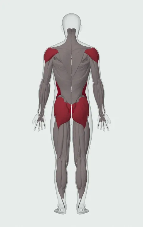 Landmine 180: the muscles it trains, from behind. Primary — Rectus Abdominis, External Oblique and Internal Oblique. Also worked — Gluteus Maximus, Gluteus Medius, Gluteus Minimus, Erector Spinae and 3 more.