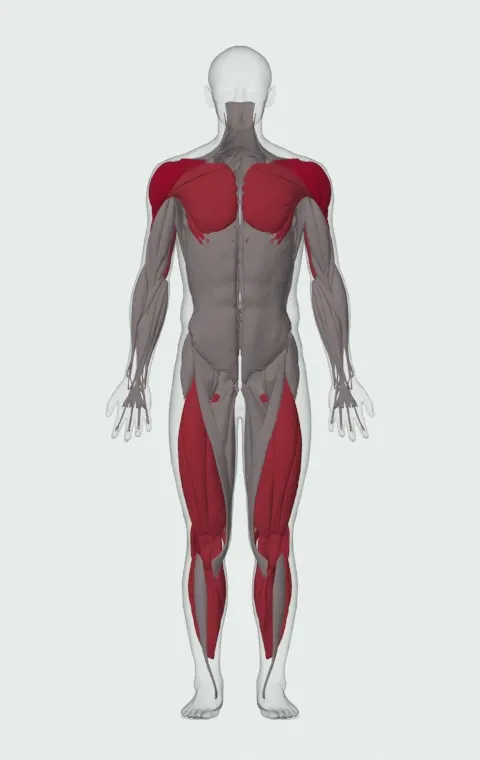 Landmine Jammer Press: the muscles it trains, from the front. Primary — Anterior Deltoid, Lateral Deltoid and Posterior Deltoid. Also worked — Rectus Abdominis, Gastrocnemius, Soleus, Clavicular Head and 13 more.