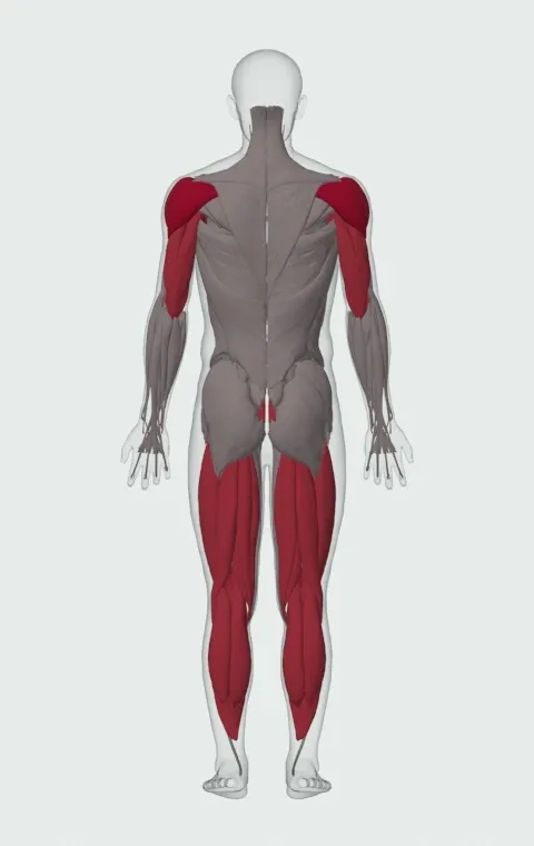 Landmine Jammer Press: the muscles it trains, from behind. Primary — Anterior Deltoid, Lateral Deltoid and Posterior Deltoid. Also worked — Rectus Abdominis, Gastrocnemius, Soleus, Clavicular Head and 13 more.