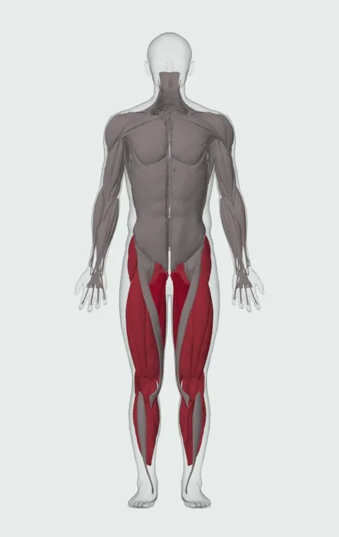 Lateral Bound: the muscles it trains, from the front. Primary — Adductor Magnus, Adductor Longus, Adductor Brevis and Gracilis. Also worked — Gluteus Medius, Gluteus Minimus, Tensor Fasciae Latae, Gastrocnemius and 10 more.