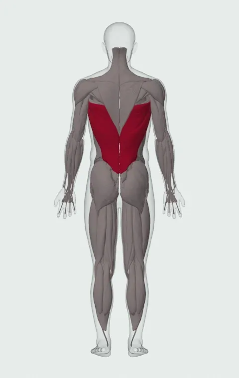 Lats highlighted on an anatomical figure, from behind.