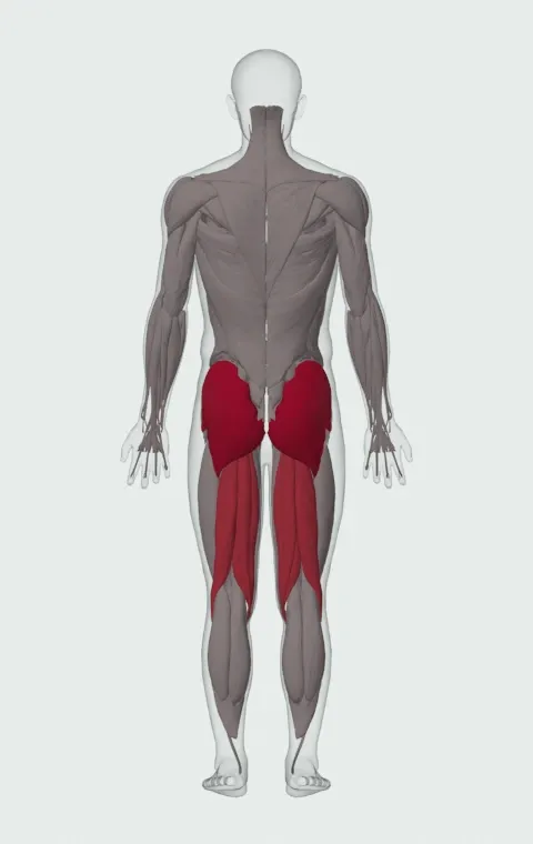 Leg Lift: the muscles it trains, from behind. Primary — Gluteus Maximus, Gluteus Medius and Gluteus Minimus. Also worked — Biceps Femoris (Long Head), Biceps Femoris (Short Head), Semitendinosus and Semimembranosus.