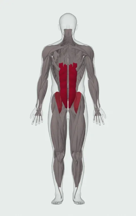 Leg Pull-In: the muscles it trains, from the front. Primary — Rectus Abdominis. Also worked — Iliopsoas.