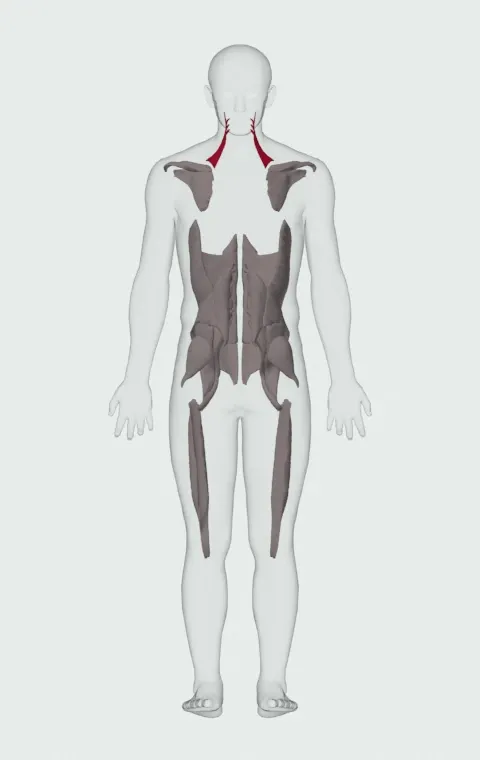 Levator Scapulae highlighted on an anatomical figure, from behind.