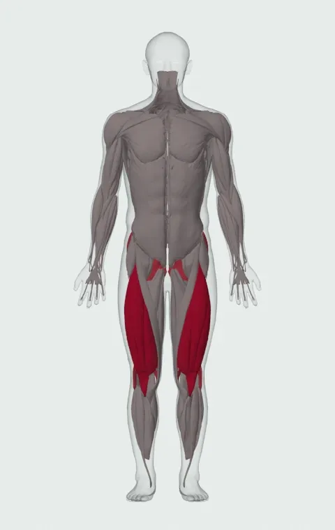 Leverage Deadlift: the muscles it trains, from the front. Primary — Rectus Femoris, Vastus Lateralis, Vastus Medialis and Vastus Intermedius. Also worked — Gluteus Maximus, Gluteus Medius, Gluteus Minimus, Biceps Femoris (Long Head) and 3 more.