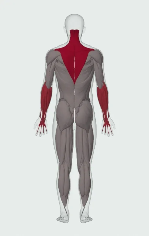 Leverage Shrug: the muscles it trains, from behind. Primary — Upper Trapezius, Middle Trapezius and Lower Trapezius. Also worked — Forearm Flexors, Forearm Extensors and Levator Scapulae.