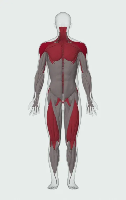 Log Lift: the muscles it trains, from the front. Primary — Anterior Deltoid, Lateral Deltoid and Posterior Deltoid. Also worked — Rectus Abdominis, Clavicular Head, Sternocostal Head, Abdominal Head and 20 more.