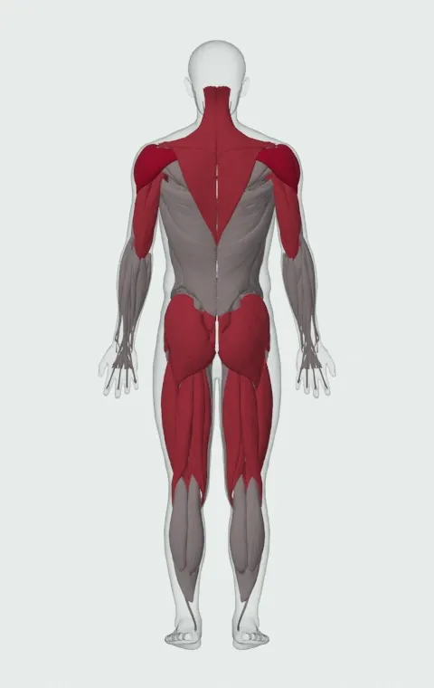 Log Lift: the muscles it trains, from behind. Primary — Anterior Deltoid, Lateral Deltoid and Posterior Deltoid. Also worked — Rectus Abdominis, Clavicular Head, Sternocostal Head, Abdominal Head and 20 more.