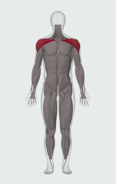 Low Cable Crossover: the muscles it trains, from the front. Primary — Clavicular Head. Also worked — Anterior Deltoid, Lateral Deltoid and Posterior Deltoid.