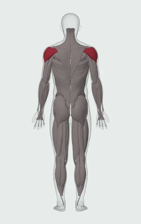 Low Cable Crossover: the muscles it trains, from behind. Primary — Clavicular Head. Also worked — Anterior Deltoid, Lateral Deltoid and Posterior Deltoid.