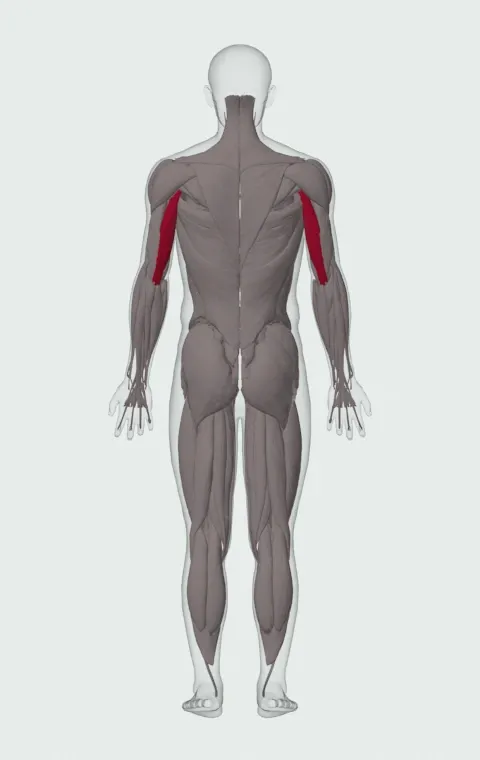 Low Cable Triceps Extension: the muscles it trains, from behind. Primary — Long Head.
