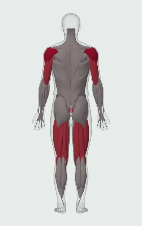 Lunge-Style Kettlebell Turkish Get-Up: the muscles it trains, from behind. Primary — Anterior Deltoid, Lateral Deltoid and Posterior Deltoid. Also worked — Rectus Abdominis, Biceps Femoris (Long Head), Biceps Femoris (Short Head), Semitendinosus and 8 more.