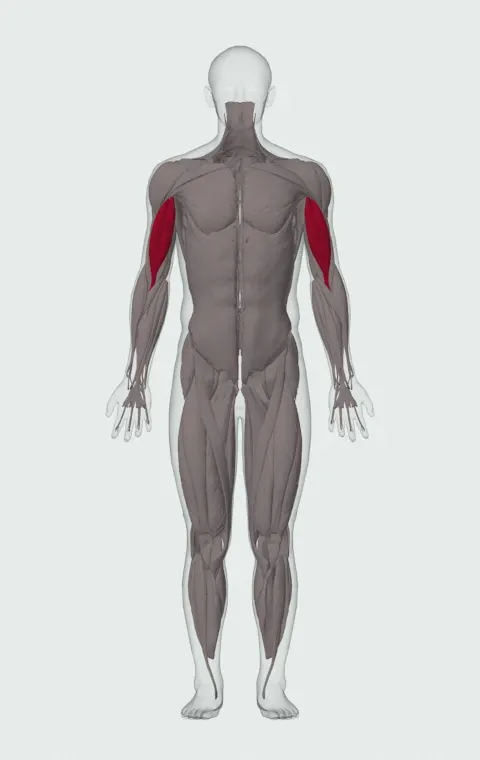 Lying Cable Curl: the muscles it trains, from the front. Primary — Long Head and Short Head.