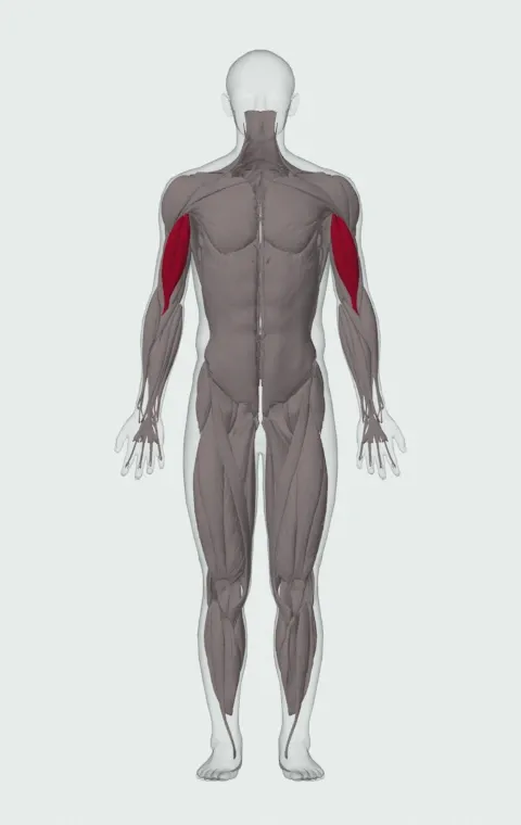 Lying Close-Grip Bar Curl On High Pulley: the muscles it trains, from the front. Primary — Long Head and Short Head.