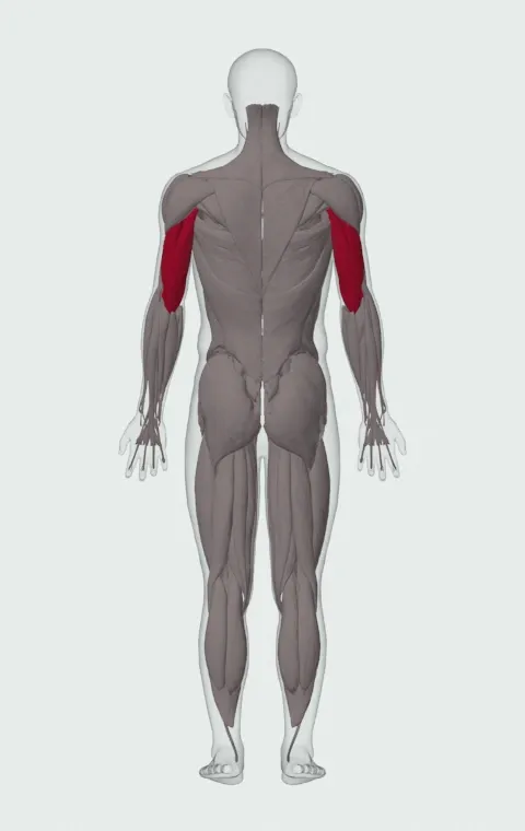 Lying Close-Grip EZ-Bar Triceps Press to Chin: the muscles it trains, from behind. Primary — Long Head, Lateral Head and Medial Head.