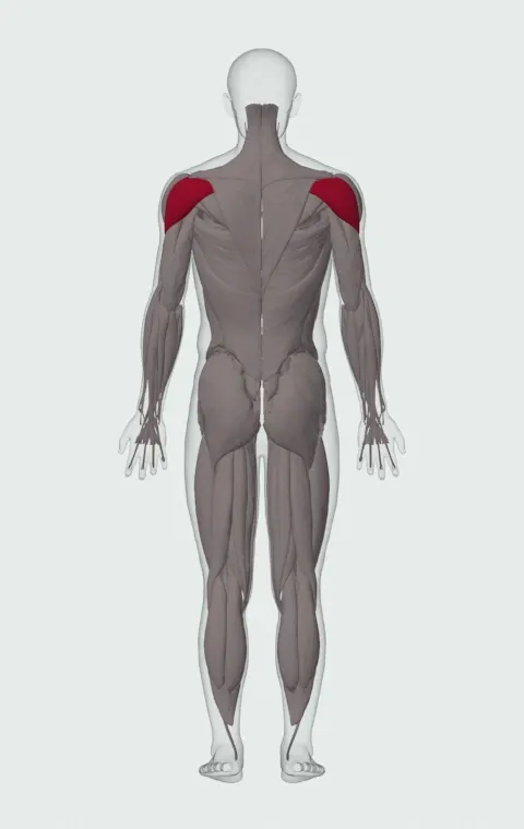 Lying Dumbbell Rear Delt Raise: the muscles it trains, from behind. Primary — Posterior Deltoid.