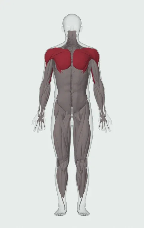 Lying Dumbbell Triceps Extension: the muscles it trains, from the front. Primary — Long Head, Lateral Head and Medial Head. Also worked — Clavicular Head, Sternocostal Head, Abdominal Head, Anterior Deltoid and 2 more.