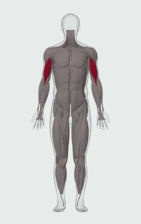 Lying High Bench Barbell Curl: the muscles it trains, from the front. Primary — Long Head and Short Head.