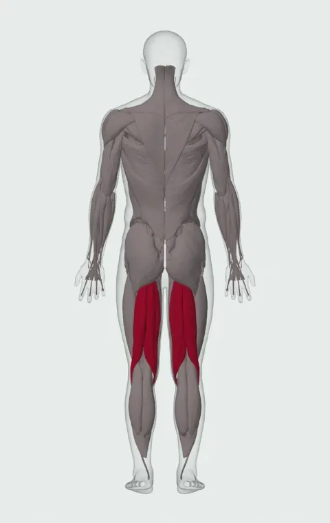 Lying Leg Curl: the muscles it trains, from behind. Primary — Biceps Femoris (Long Head), Biceps Femoris (Short Head), Semitendinosus and Semimembranosus.