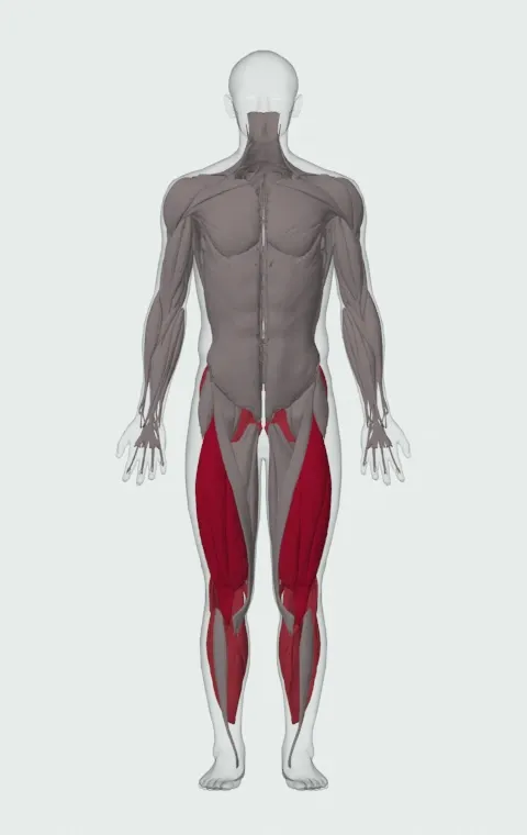 Lying Machine Squat: the muscles it trains, from the front. Primary — Rectus Femoris, Vastus Lateralis, Vastus Medialis and Vastus Intermedius. Also worked — Gastrocnemius, Soleus, Gluteus Maximus, Gluteus Medius and 5 more.