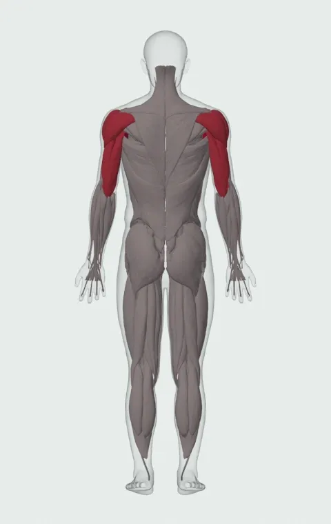 Lying Medicine Ball Chest Throw: the muscles it trains, from behind. Primary — Clavicular Head, Sternocostal Head and Abdominal Head. Also worked — Anterior Deltoid, Lateral Deltoid, Posterior Deltoid, Long Head and 2 more.