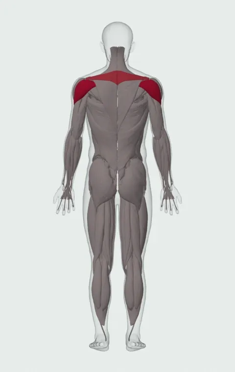 Lying Single-Arm Dumbbell Rear Lateral Raise: the muscles it trains, from behind. Primary — Posterior Deltoid. Also worked — Rhomboid Major, Rhomboid Minor and Middle Trapezius.