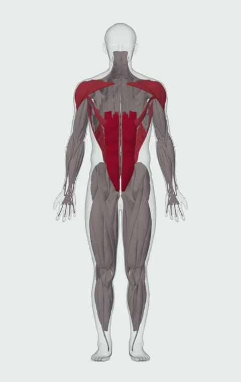 Lying Single-Arm Overhead Throw: the muscles it trains, from the front. Primary — Rectus Abdominis. Also worked — Clavicular Head, Sternocostal Head, Abdominal Head, Latissimus Dorsi and 3 more. Sternocostal Head is lifted away in this view to show what lies beneath.