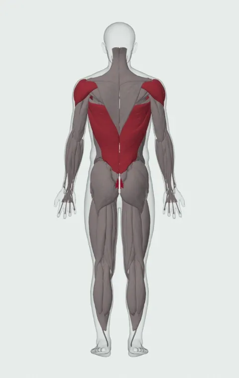 Lying Single-Arm Overhead Throw: the muscles it trains, from behind. Primary — Rectus Abdominis. Also worked — Clavicular Head, Sternocostal Head, Abdominal Head, Latissimus Dorsi and 3 more.