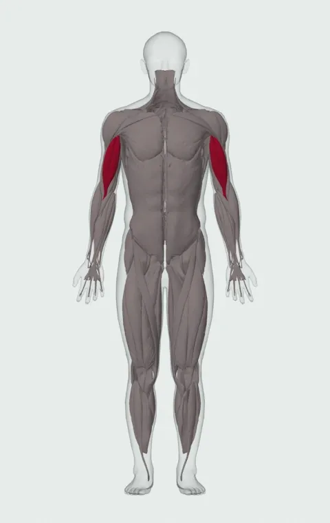 Lying Supine Dumbbell Curl: the muscles it trains, from the front. Primary — Long Head and Short Head.
