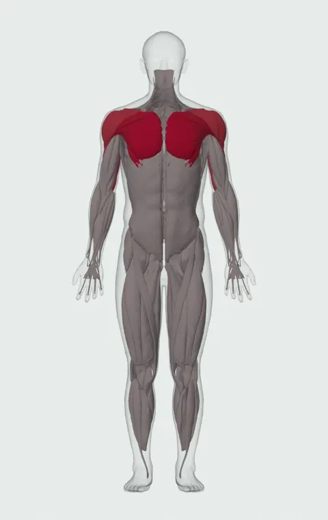 Machine Chest Press: the muscles it trains, from the front. Primary — Clavicular Head, Sternocostal Head and Abdominal Head. Also worked — Anterior Deltoid, Lateral Deltoid, Posterior Deltoid, Long Head and 2 more.