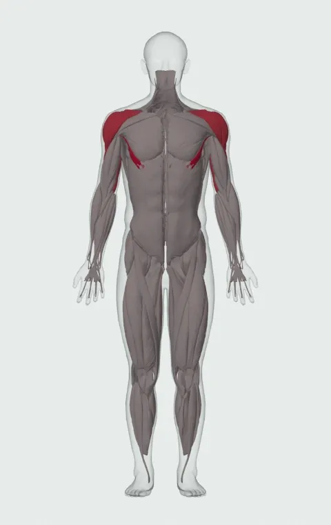 Machine Decline Chest Press: the muscles it trains, from the front. Primary — Abdominal Head. Also worked — Anterior Deltoid, Lateral Deltoid, Posterior Deltoid, Long Head and 2 more.
