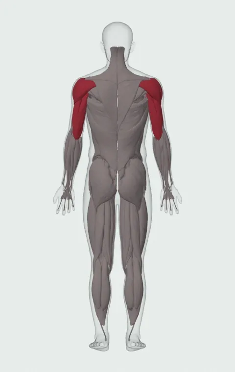Machine Decline Chest Press: the muscles it trains, from behind. Primary — Abdominal Head. Also worked — Anterior Deltoid, Lateral Deltoid, Posterior Deltoid, Long Head and 2 more.
