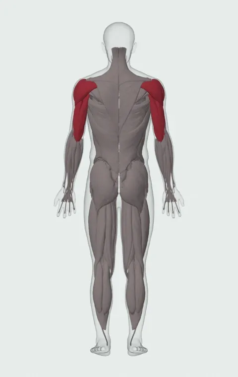 Machine Incline Chest Press: the muscles it trains, from behind. Primary — Clavicular Head. Also worked — Anterior Deltoid, Lateral Deltoid, Posterior Deltoid, Long Head and 2 more.