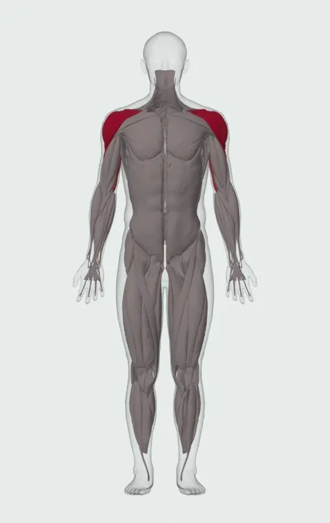 Machine Shoulder Press: the muscles it trains, from the front. Primary — Anterior Deltoid, Lateral Deltoid and Posterior Deltoid. Also worked — Long Head, Lateral Head and Medial Head.