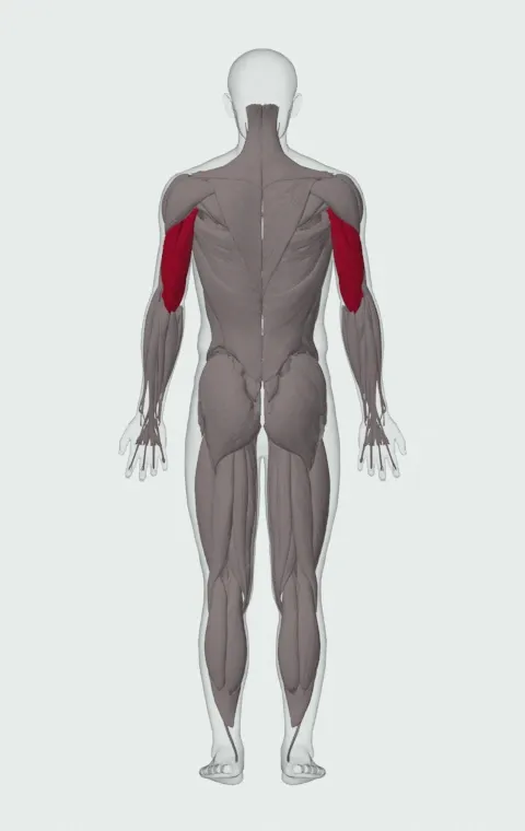Machine Triceps Extension: the muscles it trains, from behind. Primary — Long Head, Lateral Head and Medial Head.