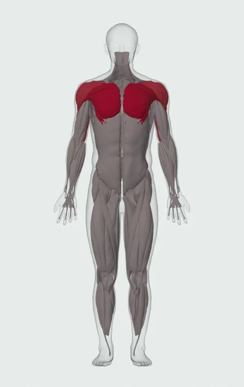 Medicine Ball Chest Pass: the muscles it trains, from the front. Primary — Clavicular Head, Sternocostal Head and Abdominal Head. Also worked — Anterior Deltoid, Lateral Deltoid, Posterior Deltoid, Long Head and 2 more.