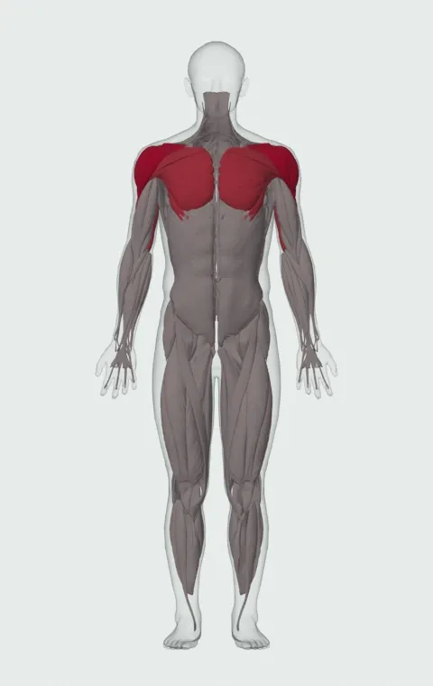 Medicine Ball Return Pass: the muscles it trains, from the front. Primary — Anterior Deltoid, Lateral Deltoid and Posterior Deltoid. Also worked — Clavicular Head, Sternocostal Head, Abdominal Head, Long Head and 2 more.