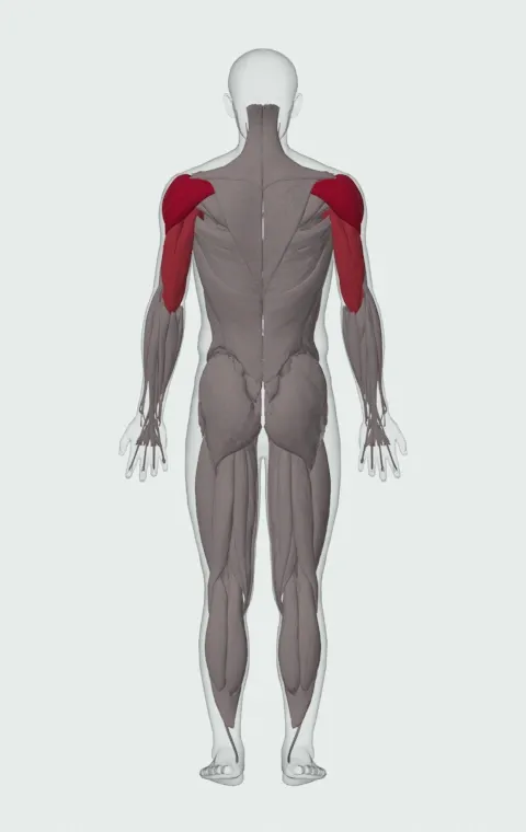 Medicine Ball Return Pass: the muscles it trains, from behind. Primary — Anterior Deltoid, Lateral Deltoid and Posterior Deltoid. Also worked — Clavicular Head, Sternocostal Head, Abdominal Head, Long Head and 2 more.