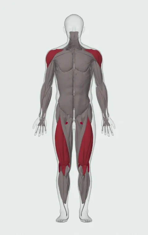Medicine Ball Scoop Throw: the muscles it trains, from the front. Primary — Biceps Femoris (Long Head), Biceps Femoris (Short Head), Semitendinosus and Semimembranosus. Also worked — Rectus Abdominis, Rectus Femoris, Vastus Lateralis, Vastus Medialis and 4 more.