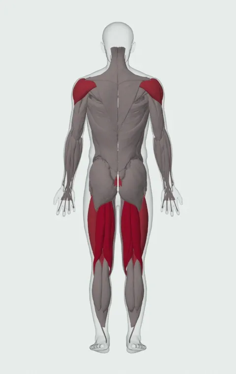 Medicine Ball Scoop Throw: the muscles it trains, from behind. Primary — Biceps Femoris (Long Head), Biceps Femoris (Short Head), Semitendinosus and Semimembranosus. Also worked — Rectus Abdominis, Rectus Femoris, Vastus Lateralis, Vastus Medialis and 4 more.