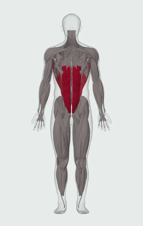 Medicine Ball Slam: the muscles it trains, from the front. Primary — Rectus Abdominis. Also worked — Latissimus Dorsi.