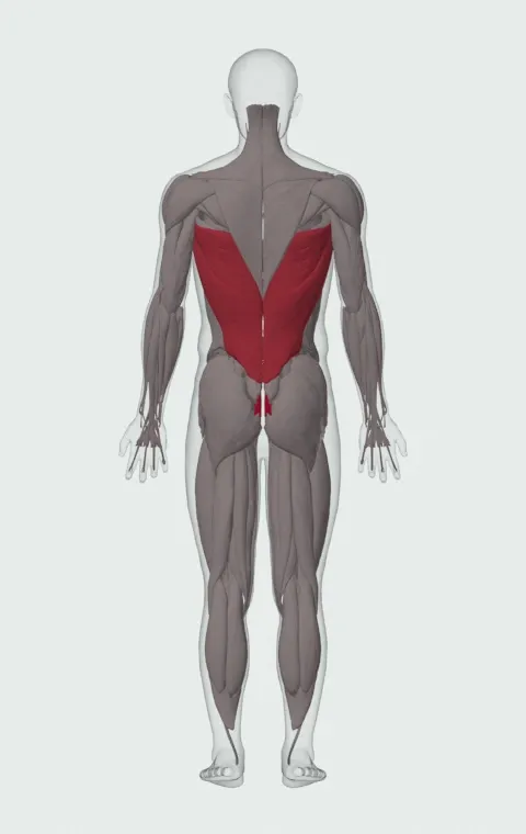 Medicine Ball Slam: the muscles it trains, from behind. Primary — Rectus Abdominis. Also worked — Latissimus Dorsi.