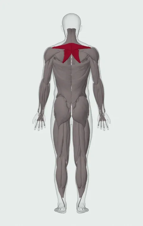 Middle Back Shrug: the muscles it trains, from behind. Primary — Rhomboid Major, Rhomboid Minor and Middle Trapezius.